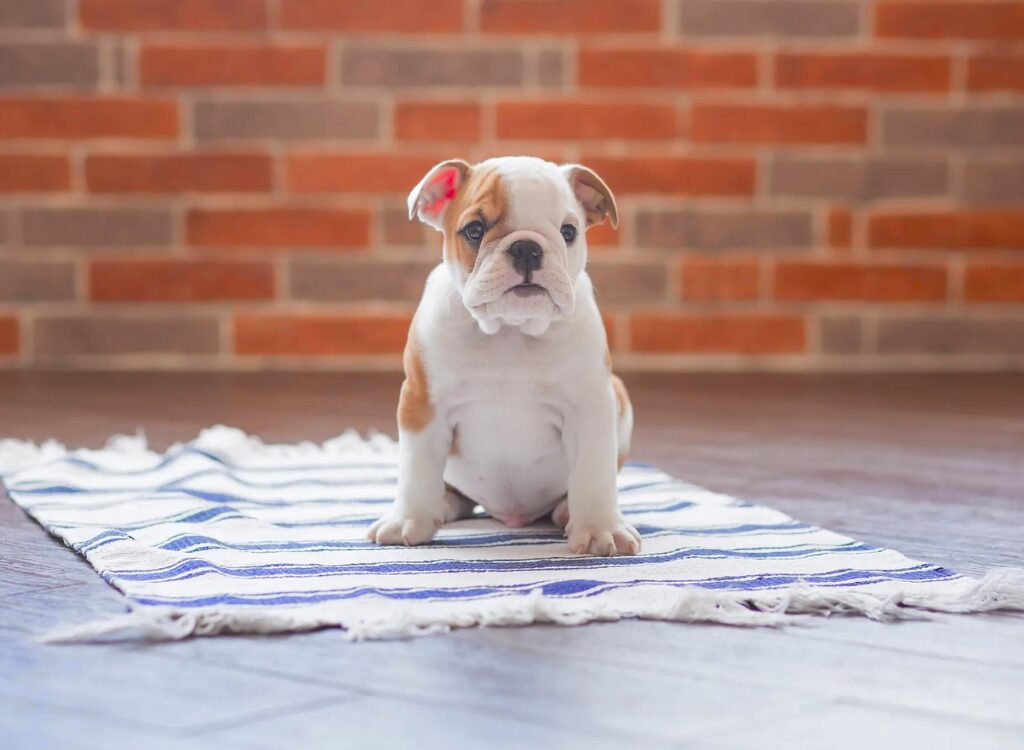 Cuccioli di Bulldog Inglese - un cucciolo seduto su un asciugamano sul pavimento