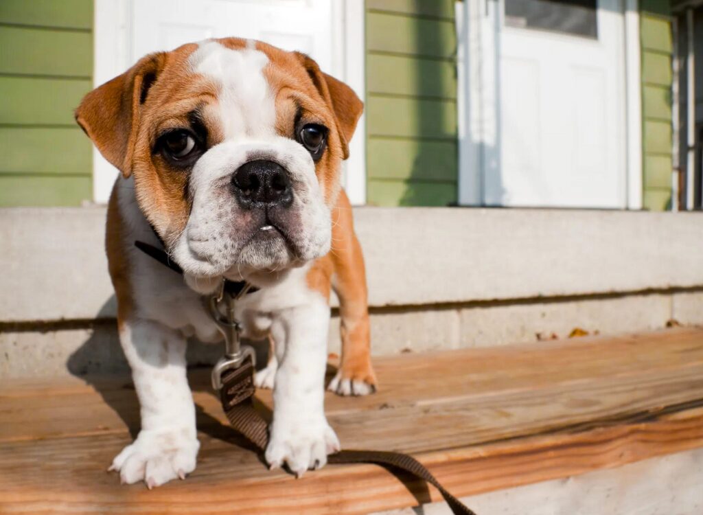 Cuccioli di Bulldog Inglese - un piccolo cane marrone e bianco seduto su una panca di legno