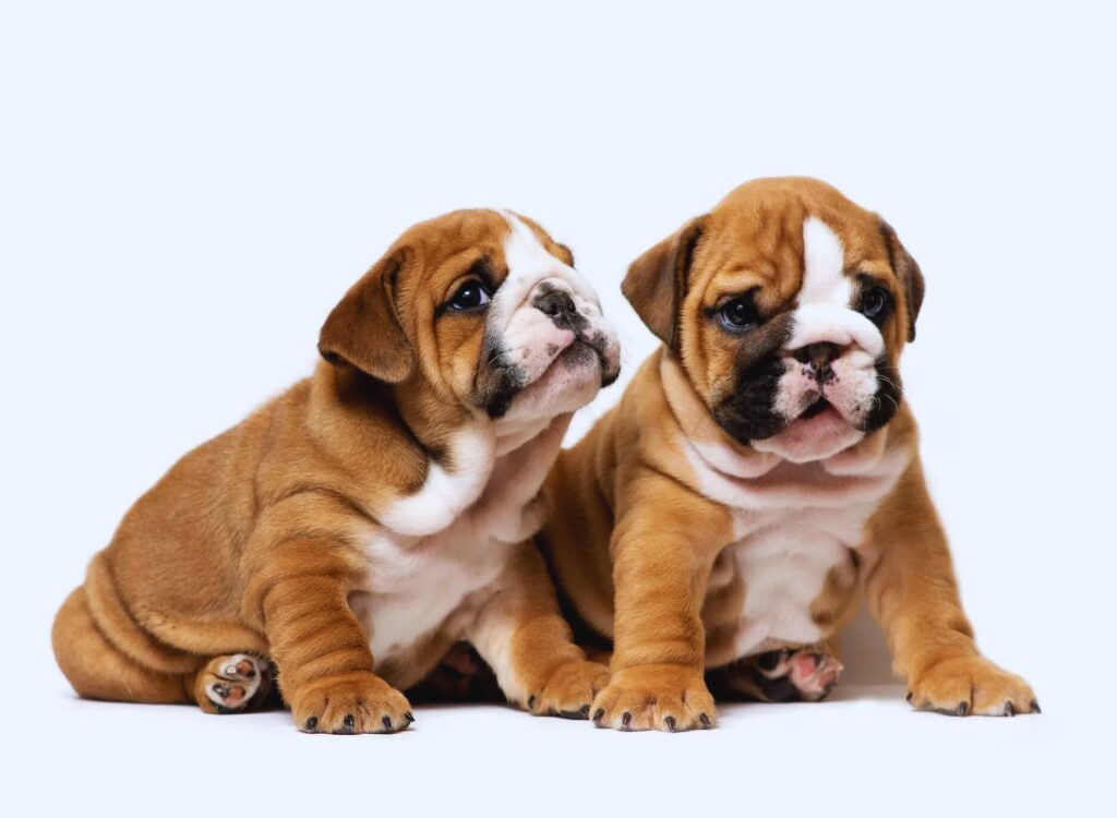 Cuccioli di Bulldog Inglese - due cuccioli seduti uno accanto all'altro