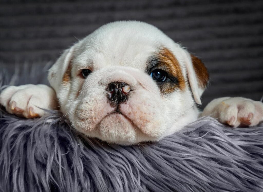 Cuccioli di Bulldog Inglese - un piccolo cucciolo bianco e marrone che giace sopra una coperta grigia