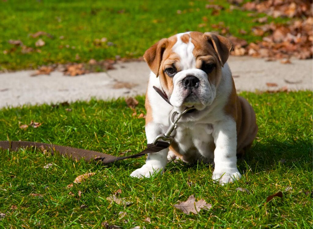 Cuccioli di Bulldog Inglese - un piccolo cucciolo marrone e bianco seduto sull'erba