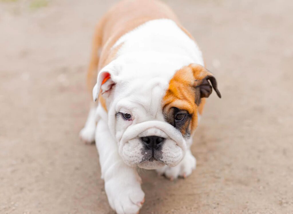 Cuccioli di Bulldog Inglese - un piccolo cucciolo bianco e marrone che cammina sulla strada