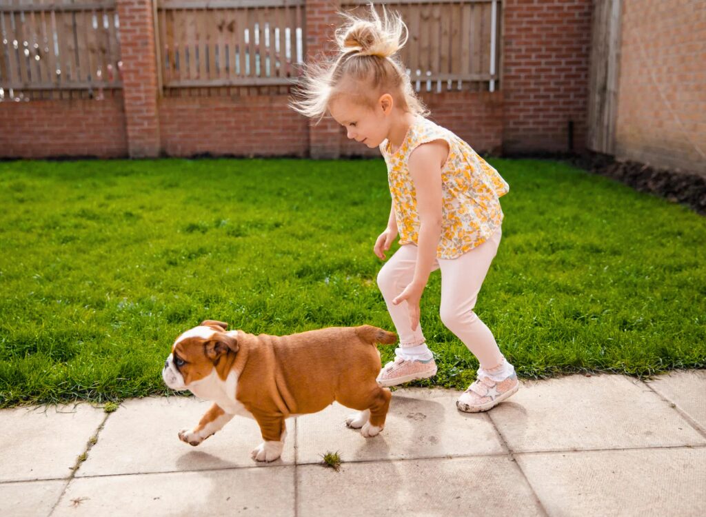 Cuccioli di Bulldog Inglese - una bambina che gioca con il suo cane