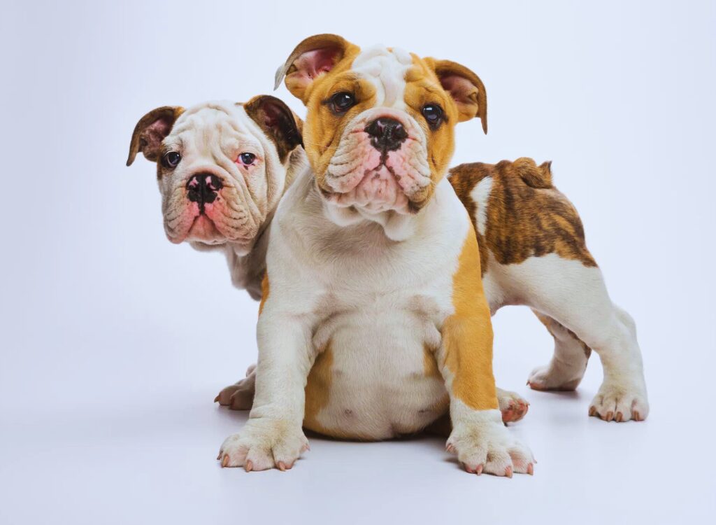 Cuccioli di Bulldog Inglese - due bulldog seduti fianco a fianco