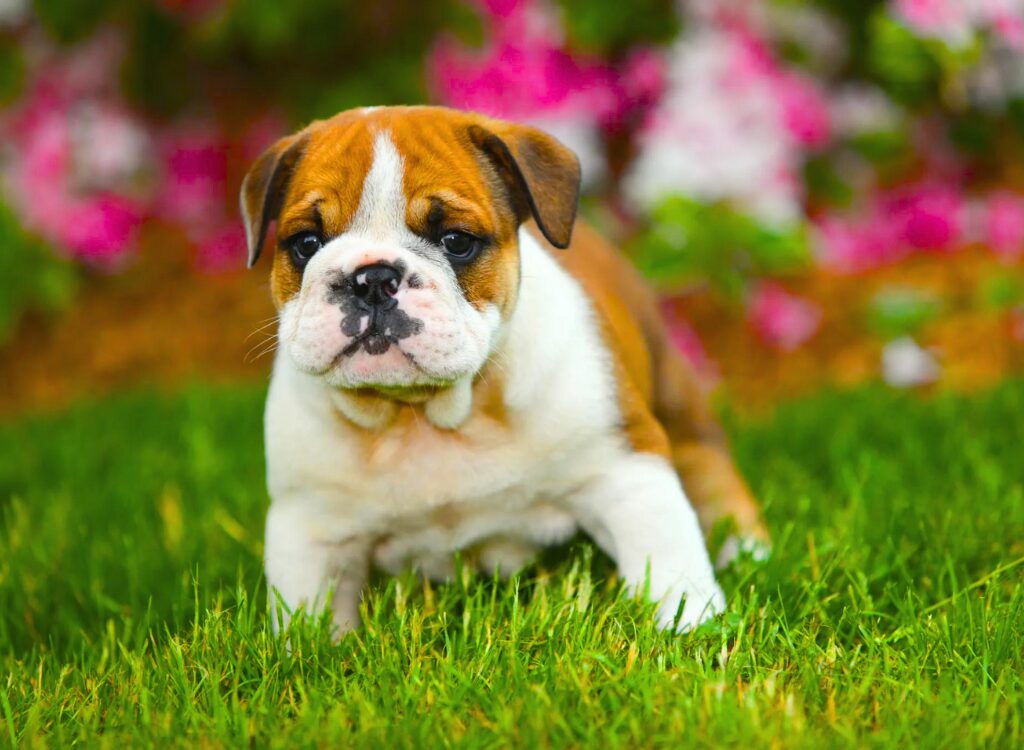 Cuccioli di Bulldog Inglese - un cucciolo in piedi nell'erba