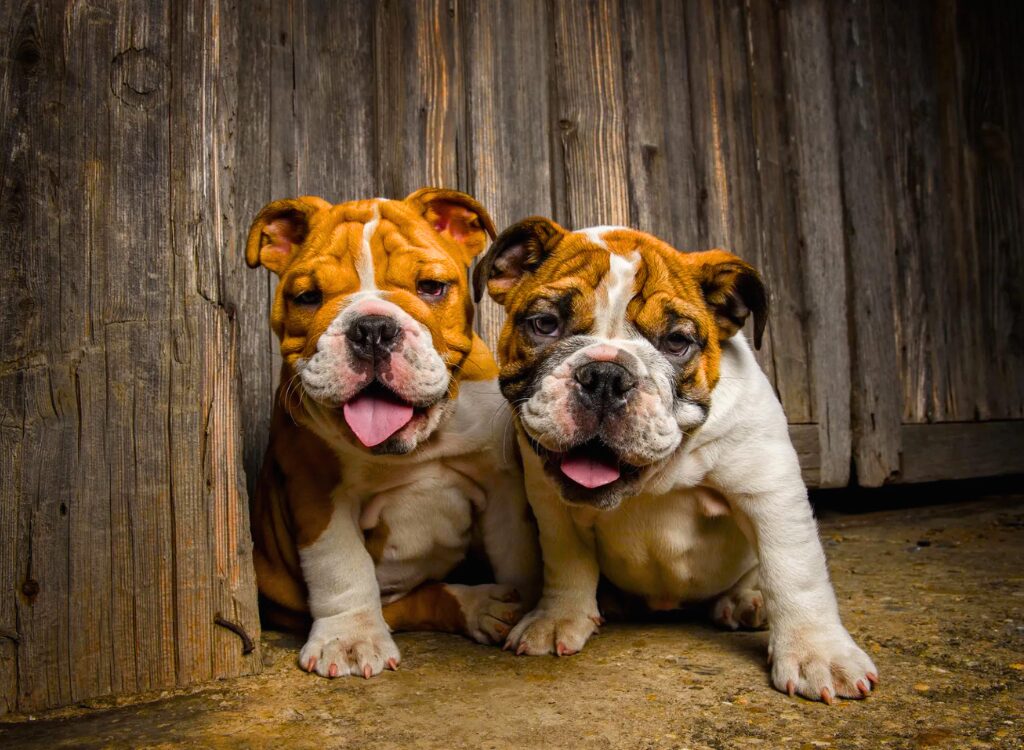 Cuccioli di Bulldog Inglese - due cani sono seduti davanti a una porta di legno