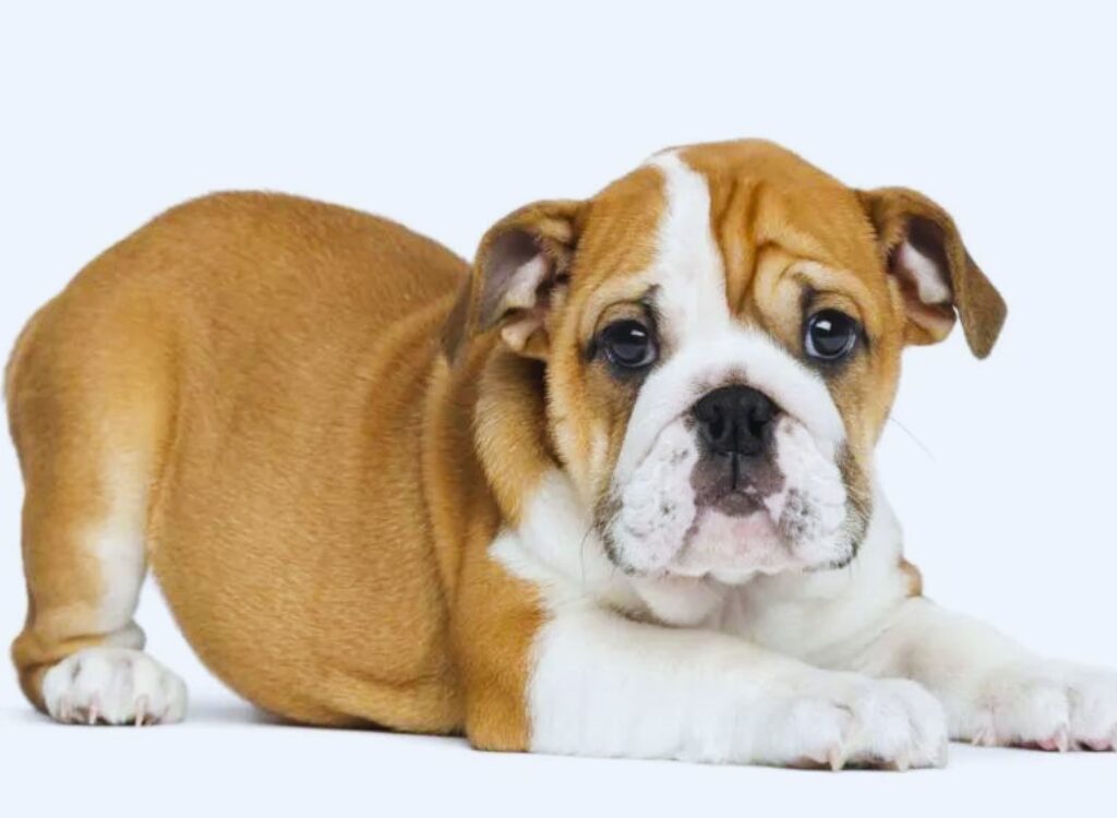 Cuccioli di Bulldog Inglese - un piccolo cane marrone e bianco sdraiato