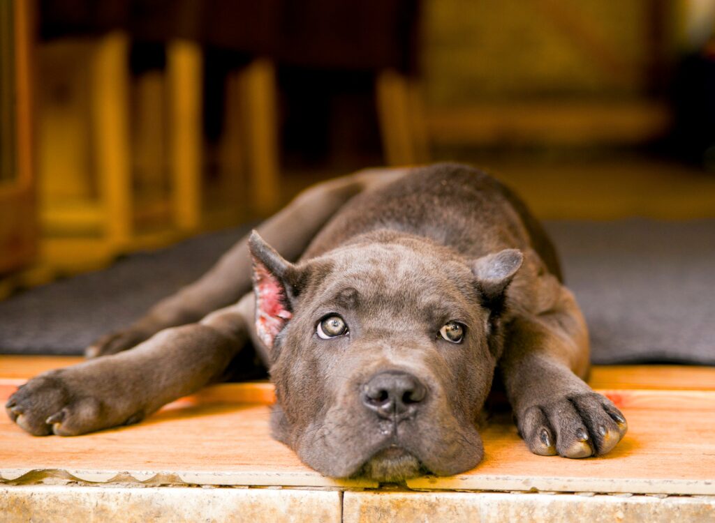 Cuccioli di Cane Corso - un cane sdraiato sul pavimento