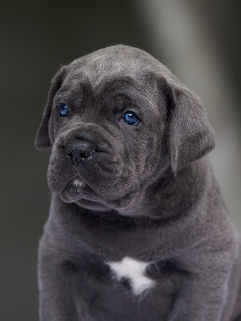 Cuccioli di Cane Corso - un cucciolo con gli occhi azzurri seduto su una panca di legno