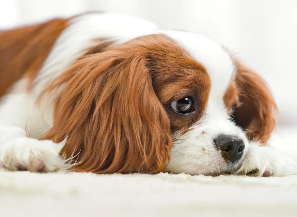 Cuccioli di Cavalier King Charles Spaniel - un cagnolino sdraiato sul pavimento