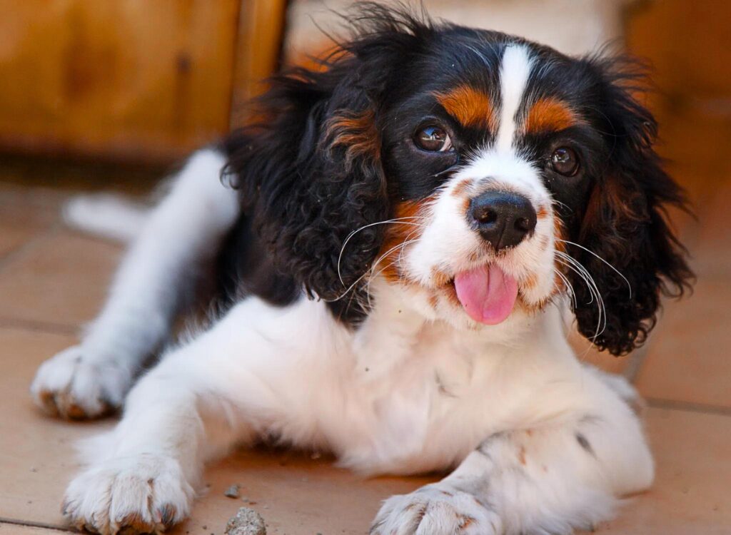 Cuccioli di Cavalier King Charles Spaniel - un cane steso a terra