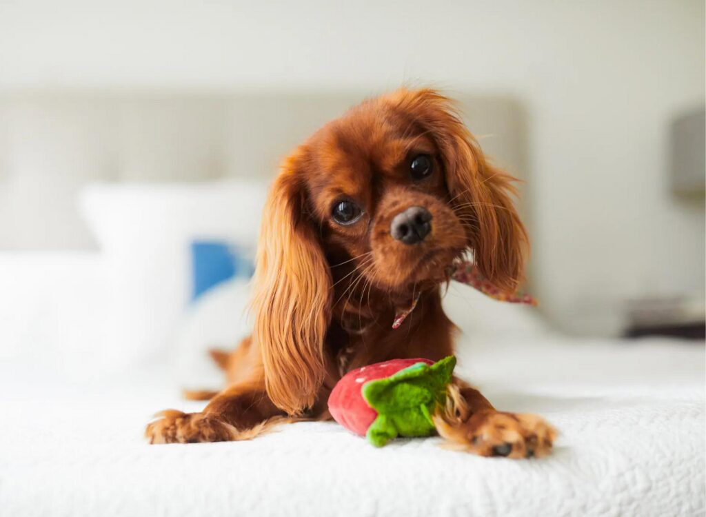 Cuccioli di Cavalier King Charles Spaniel - un piccolo cane con un giocattolo