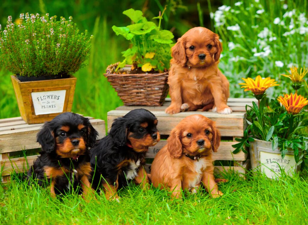 Cuccioli di Cavalier King Charles Spaniel - Quattro cuccioli seduti su una panchina nell'erba