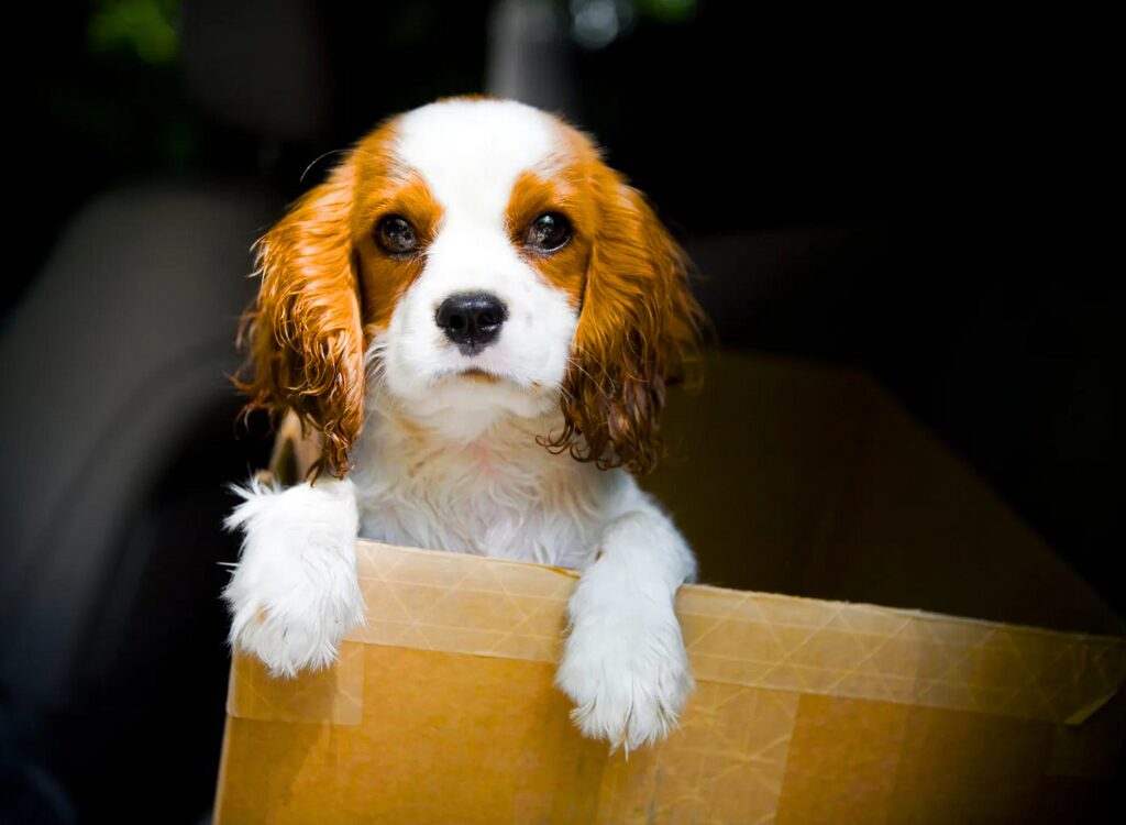 Cuccioli di Cavalier King Charles Spaniel - un piccolo cane seduto in una scatola marrone