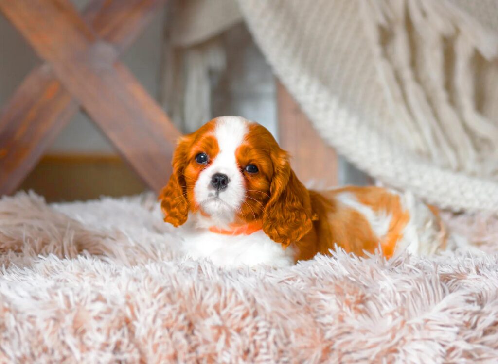 Cuccioli di Cavalier King Charles Spaniel - un piccolo cane sdraiato su una soffice coperta bianca