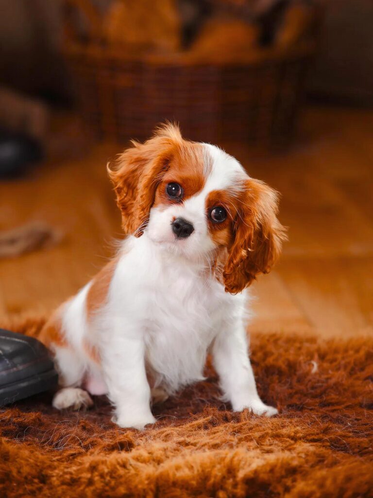 Cuccioli di Cavalier King Charles Spaniel - un piccolo cane bianco e marrone seduto su un tappeto