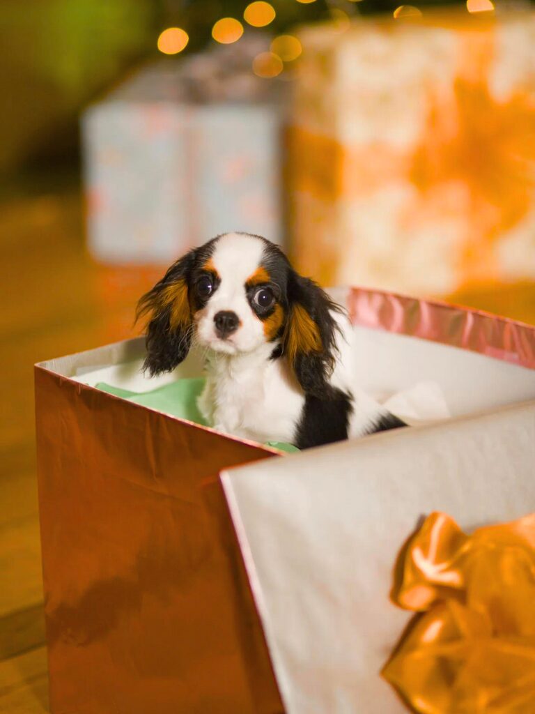 Cuccioli di Cavalier King Charles Spaniel - un cagnolino seduto in una scatola con un albero di Natale sullo sfondo