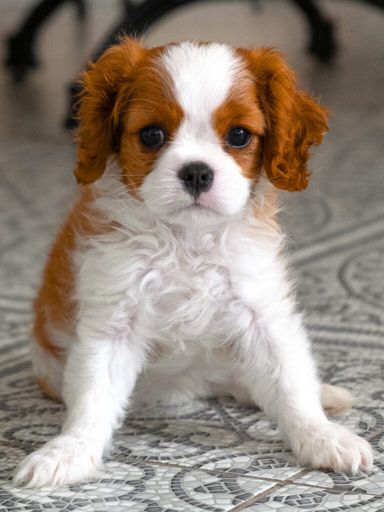 Cuccioli di Cavalier King Charles Spaniel - un piccolo cane bianco e marrone seduto su un pavimento