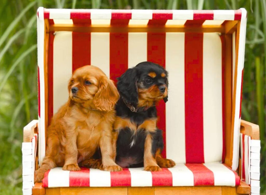 Cuccioli di Cavalier King Charles Spaniel - due cuccioli seduti in una scatola di legno