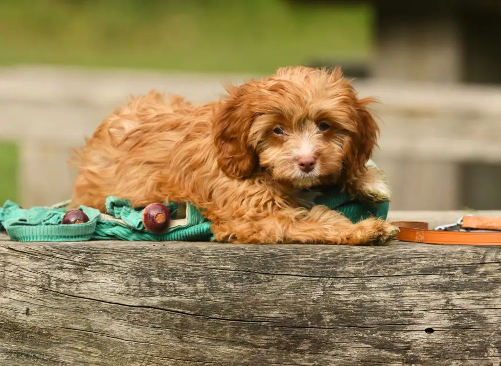 Cuccioli di Cavapoo - un piccolo cane che giace sopra una staccionata di legno