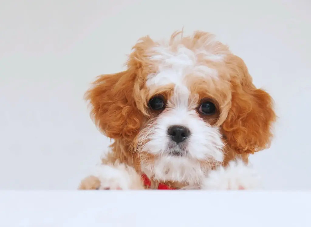 Cuccioli di Cavapoo - un piccolo cane con il collare rosso e il pelo bianco