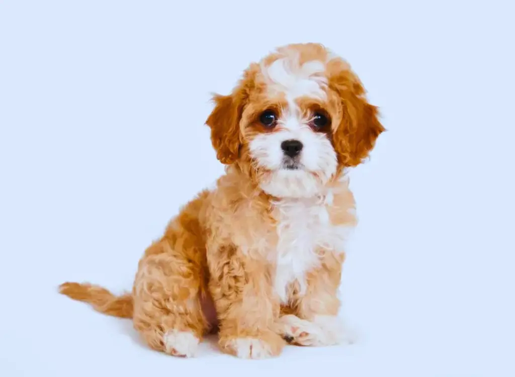 Cuccioli di Cavapoo - un piccolo cane marrone e bianco seduto su uno sfondo bianco