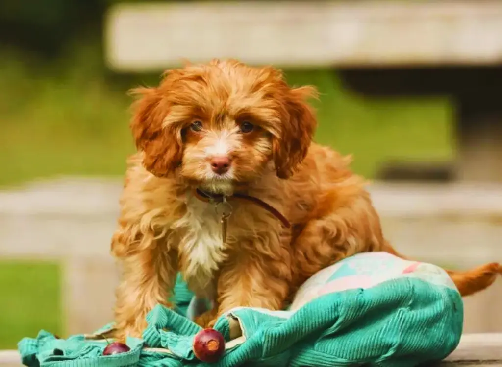 Cuccioli di Cavapoo - un piccolo cane seduto su una panca di legno