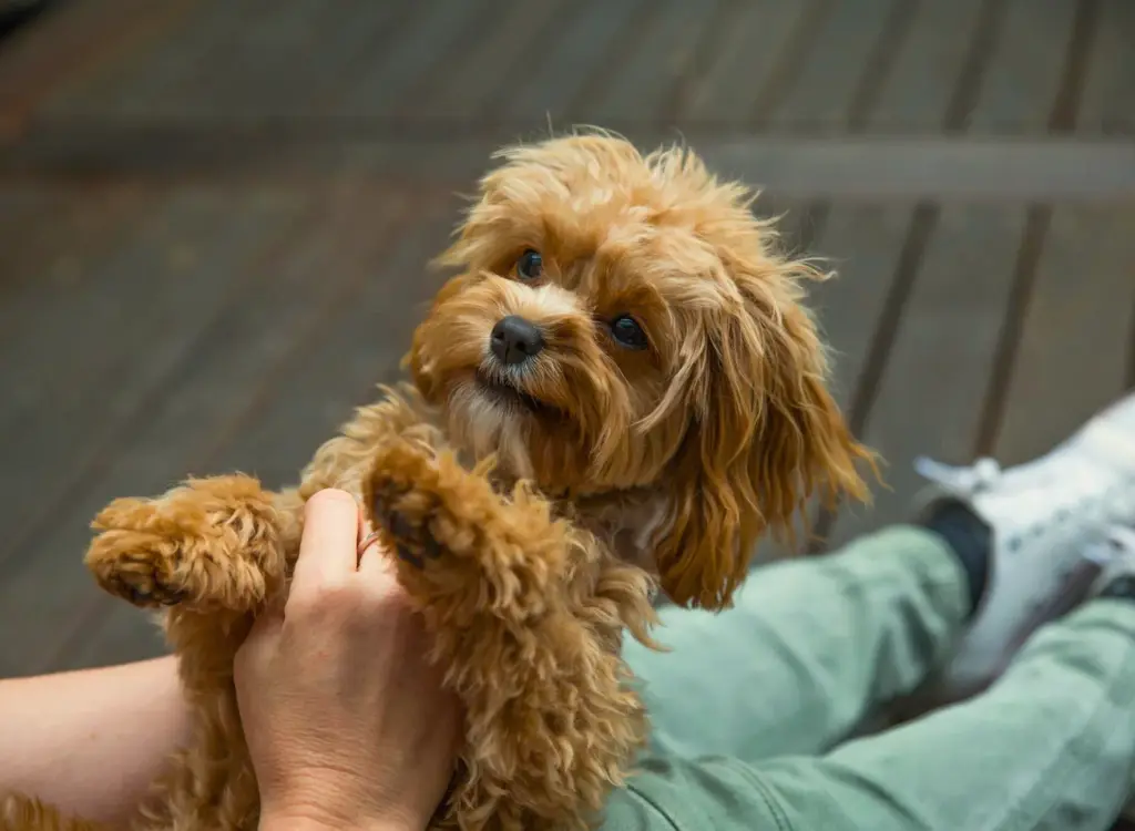 Cuccioli di Cavapoo - una persona che tiene in mano un cagnolino