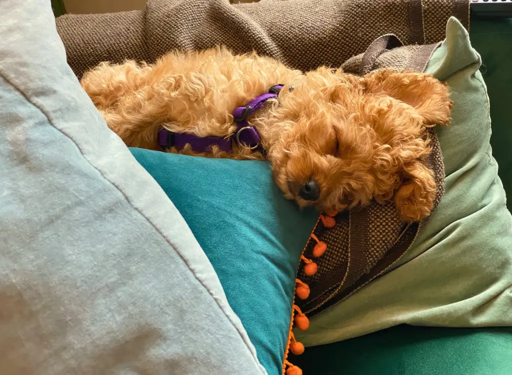 Cuccioli di Cavapoo - un cagnolino che dorme su un divano