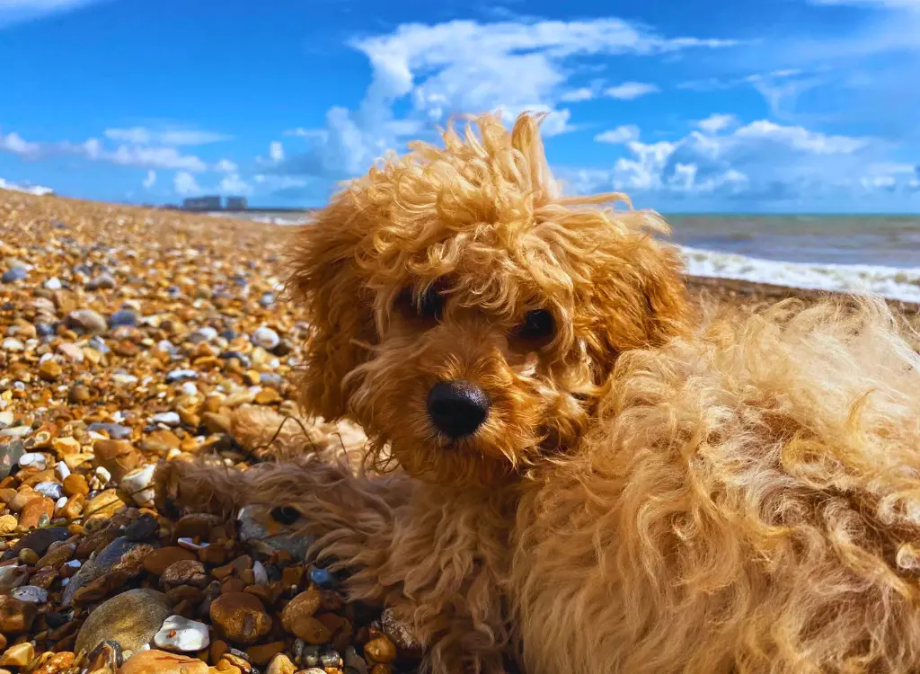 Cuccioli di Cavapoo - un cane sdraiato sulla spiaggia con un cielo azzurro sullo sfondo