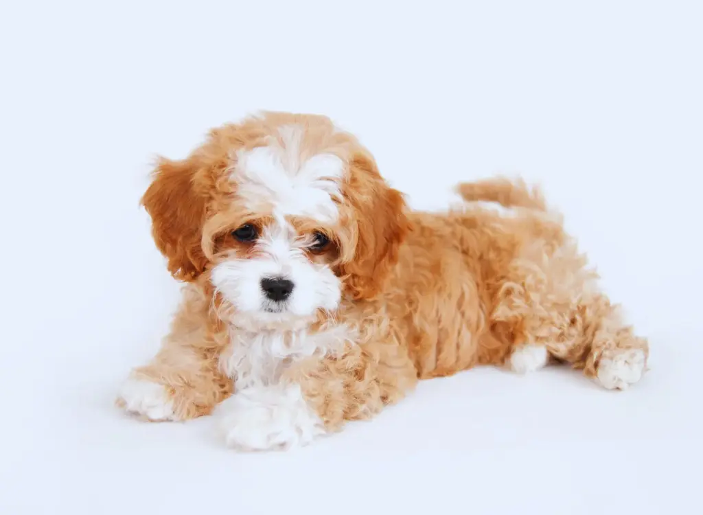 Cuccioli di Cavapoo - un cagnolino steso a terra