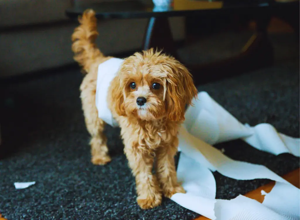 Cuccioli di Cavapoo - un cagnolino in piedi sul pavimento con un rotolo di carta igienica