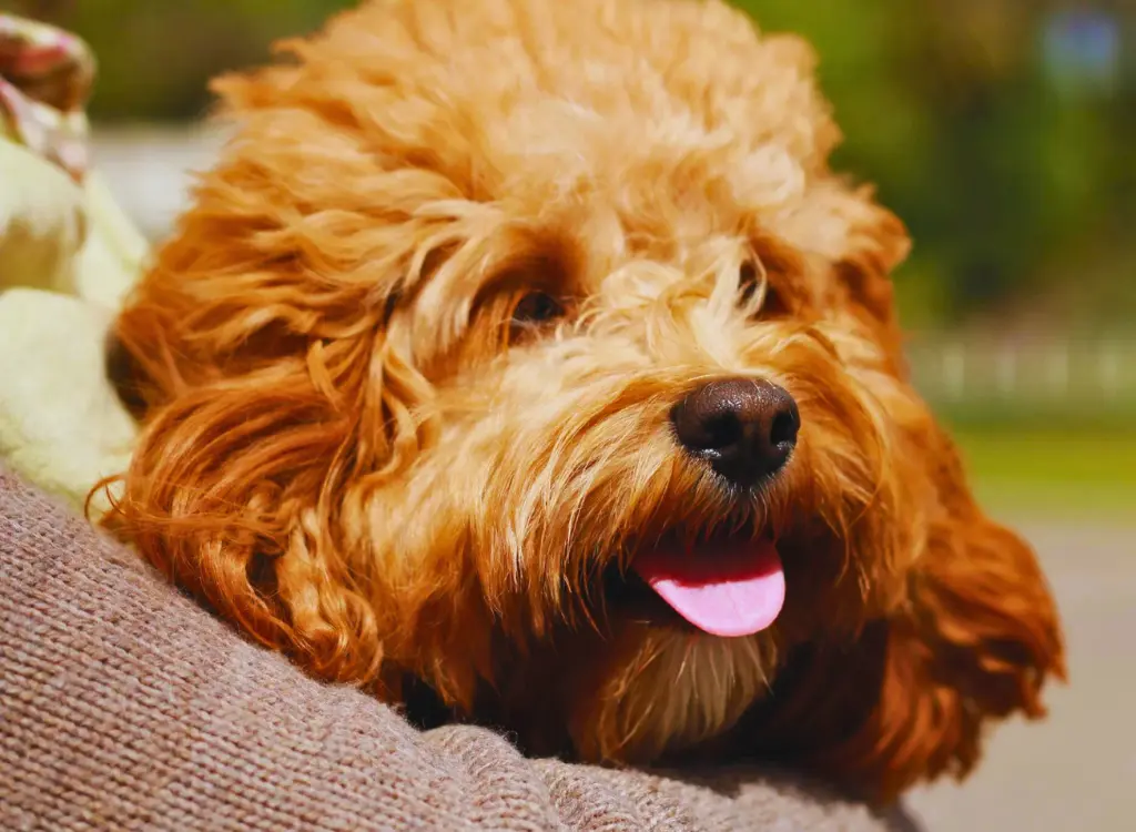 Cuccioli di Cavapoo - un cane sdraiato sulla schiena di una persona