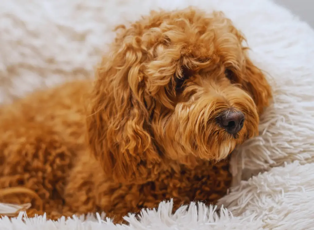 Cuccioli di Cavapoo - un piccolo cane sdraiato su una soffice coperta bianca