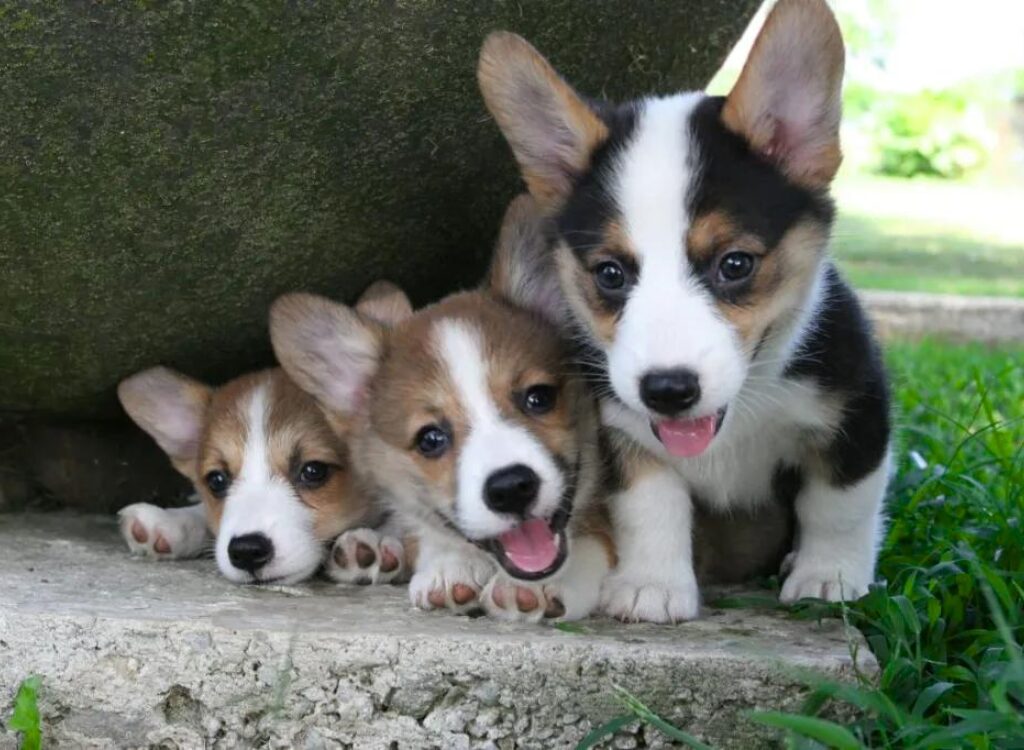 Cuccioli di Corgi - tre cuccioli giacciono a terra