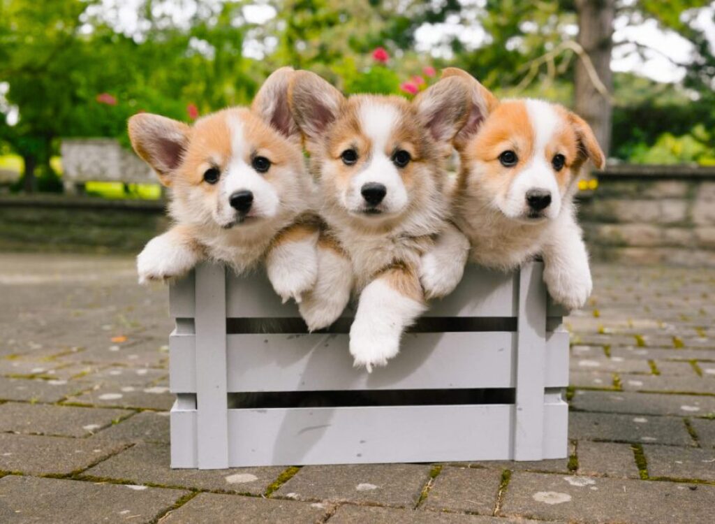 Cuccioli di Corgi - tre cuccioli sono seduti in una scatola di legno