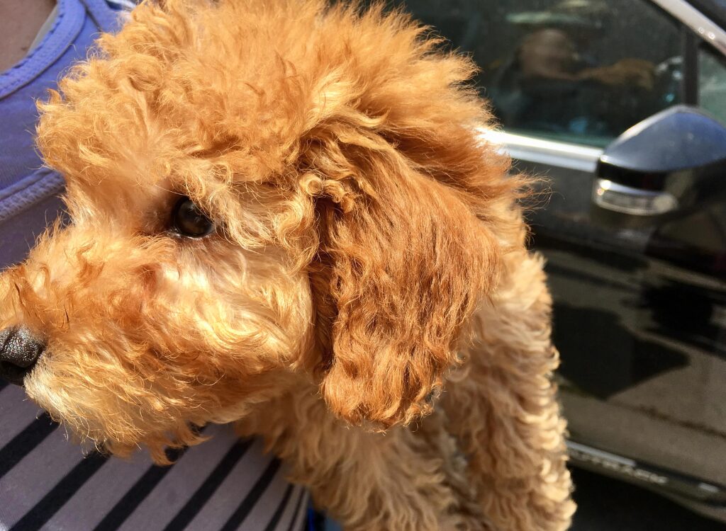 Cuccioli di Goldendoodle - un cane è seduto sulle ginocchia di una persona