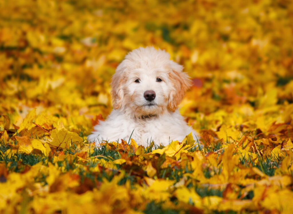 Cuccioli di Goldendoodle - un piccolo cane bianco che giace in un campo di foglie gialle