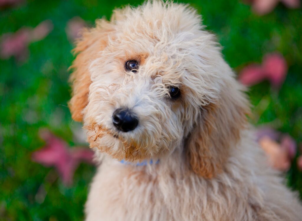 Cuccioli di Goldendoodle - un cane con il collare blu