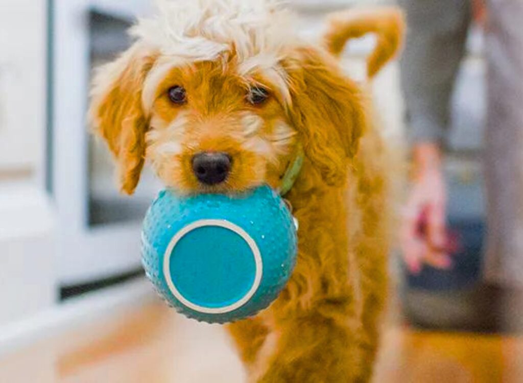 Cuccioli di Goldendoodle - un cane con una ciotola in bocca