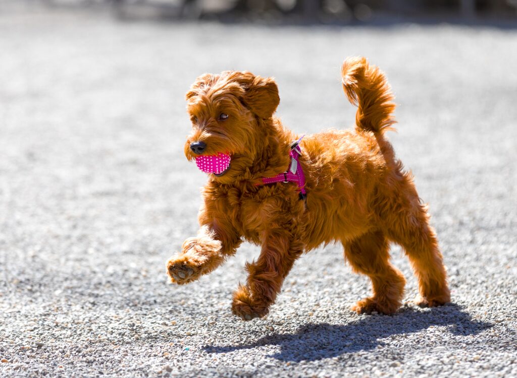 Cuccioli di Goldendoodle - un piccolo cane che corre su una strada sterrata