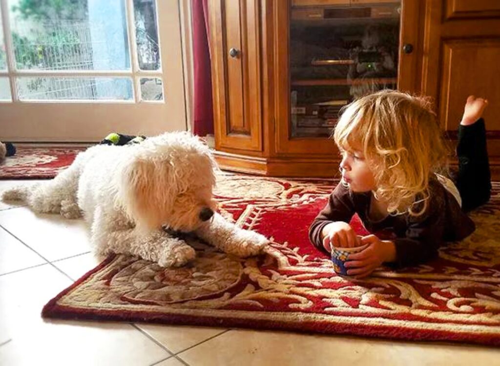 Cuccioli di Goldendoodle - una bambina che gioca con un cane sul pavimento