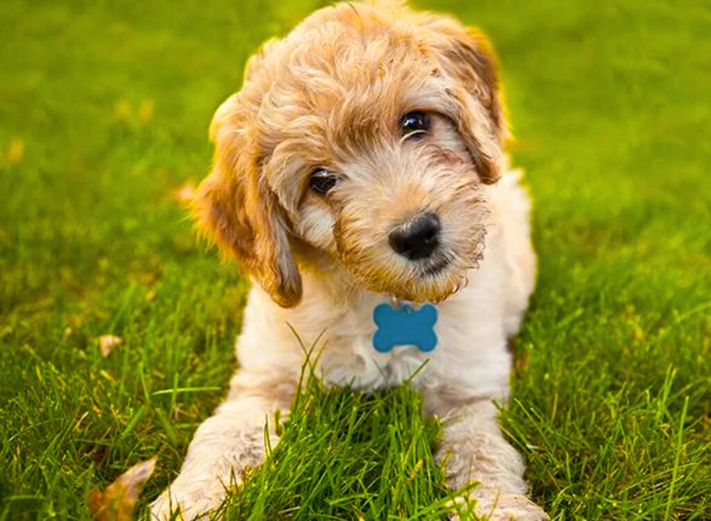 Cuccioli di Goldendoodle - un piccolo cane seduto nell'erba