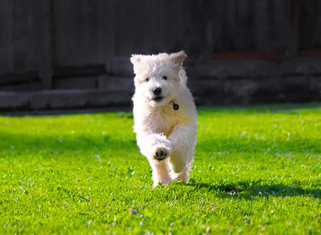 Cuccioli di Goldendoodle - un piccolo cane bianco che attraversa un campo verde