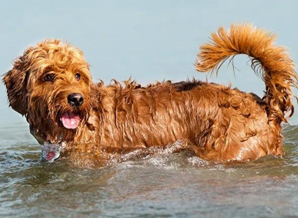 Cuccioli di Goldendoodle - un cane sta nuotando nell'acqua