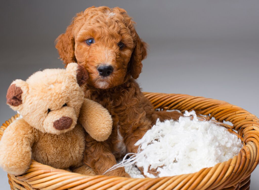 Cuccioli di Goldendoodle - un cane seduto in un cestino con un orsacchiotto