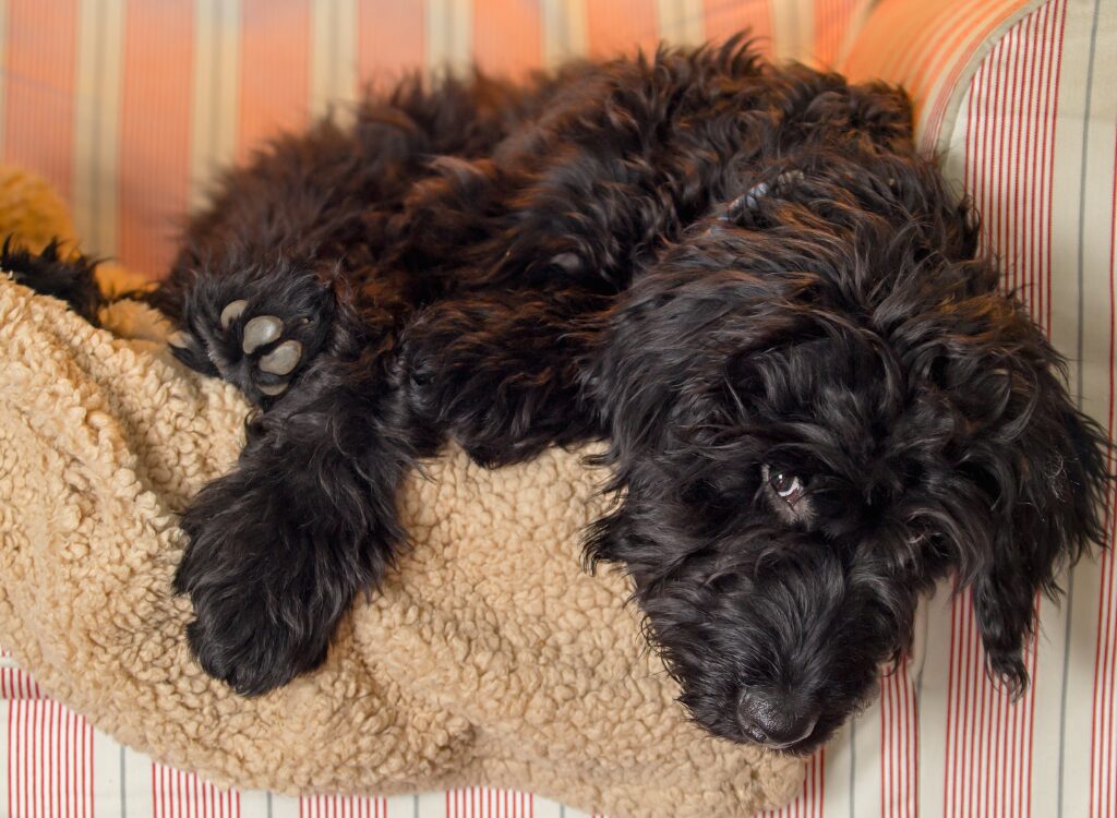 Cuccioli di Goldendoodle - un piccolo cane nero sdraiato su un cuscino