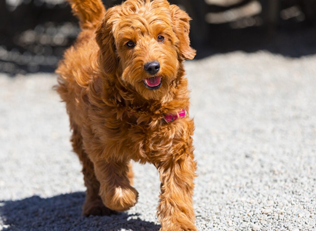 Cuccioli di Goldendoodle - un piccolo cane che corre su una strada sterrata