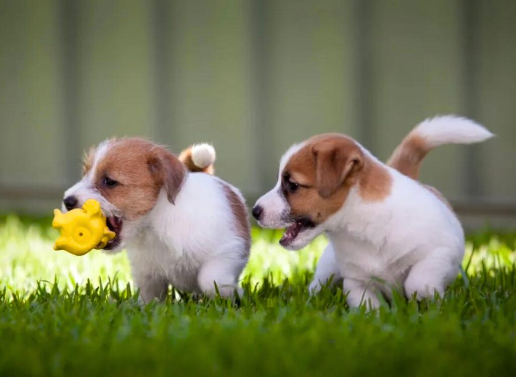 Cuccioli di Jack Russell Terrier - due cuccioli che giocano con un giocattolo nell'erba