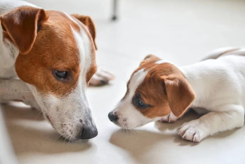 Cuccioli di Jack Russell Terrier - due cani di piccola taglia sdraiati sul pavimento